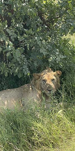 leonessa-safari-articolo